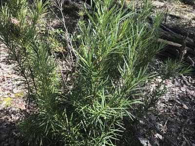 Podocarpus drouynianus, photographed by Ann Bentley