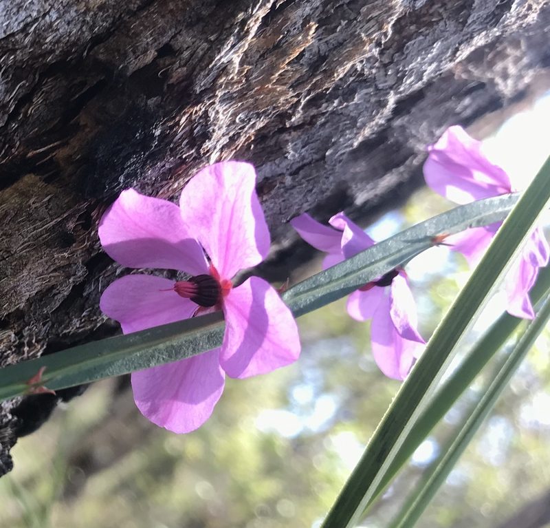 Tetratheca affinis, photographed by Ann Bentley