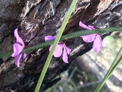 Tetratheca affinis, photographed by Ann Bentley