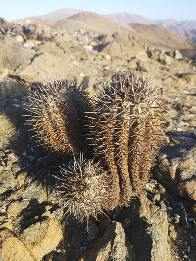 Copiapoa atacamensis, photographed by Aira Francisca Faúndez Fallau