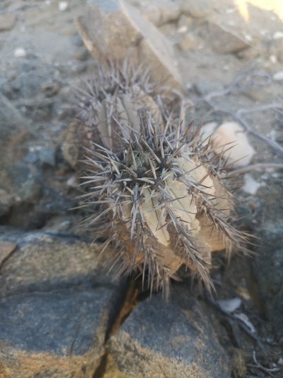 Copiapoa atacamensis, photographed by Aira Francisca Faúndez Fallau