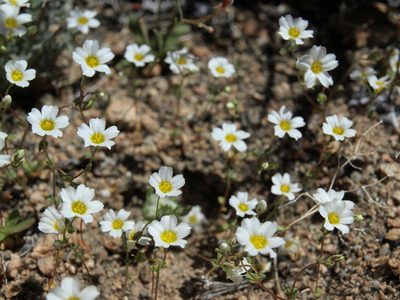 Linanthus inyoensis, photographed by Jim Morefield