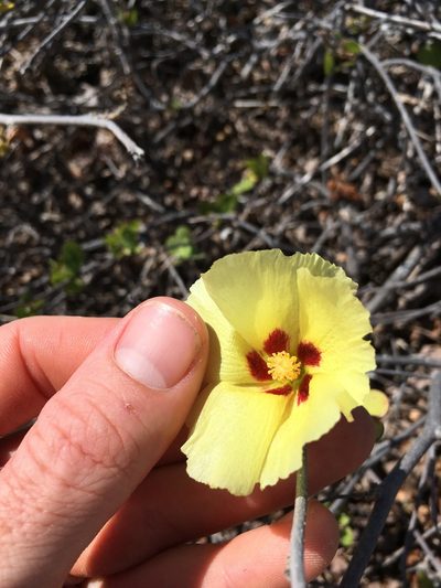 Gossypium harknessii, photographed by Martin Purdy