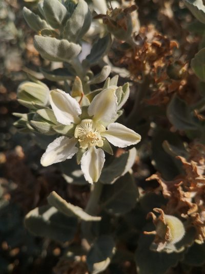 Prosa fruticosa, photographed by Aira Francisca Faúndez Fallau