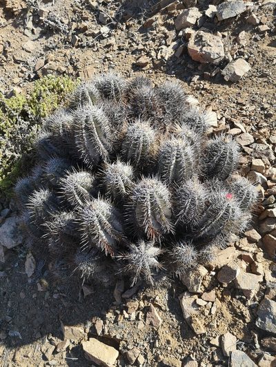 Copiapoa solaris, photographed by Aira Francisca Faúndez Fallau