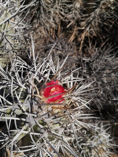 Copiapoa solaris, photographed by Aira Francisca Faúndez Fallau