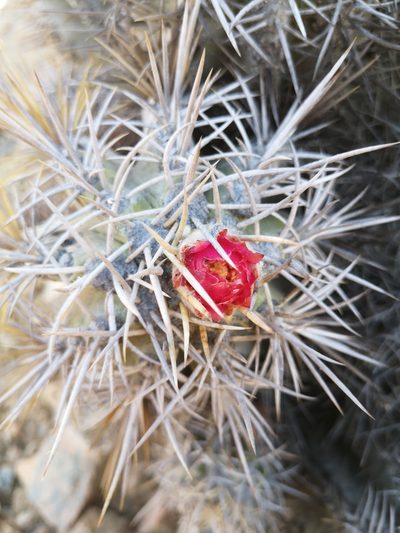 Copiapoa solaris, photographed by Aira Francisca Faúndez Fallau