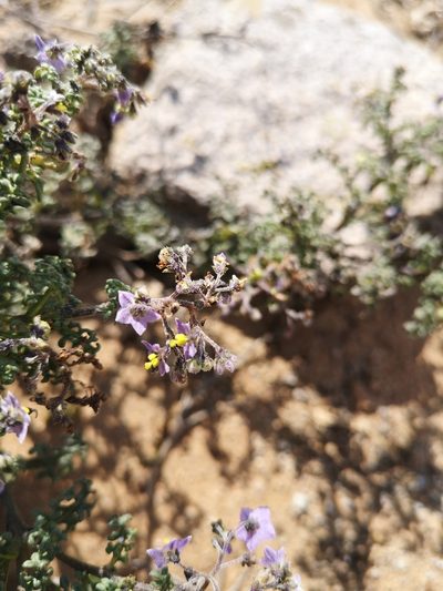 Solanum brachyantherum, photographed by Aira Francisca Faúndez Fallau