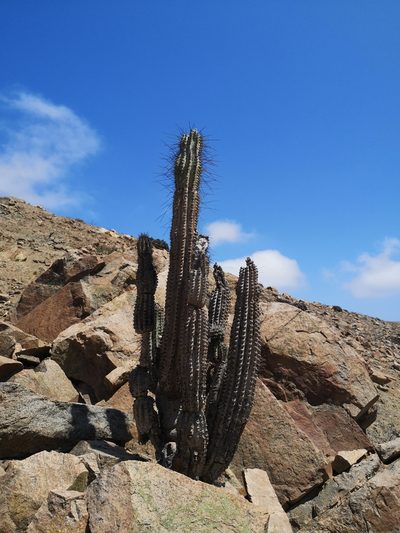 Eulychnia iquiquensis, photographed by Aira Francisca Faúndez Fallau