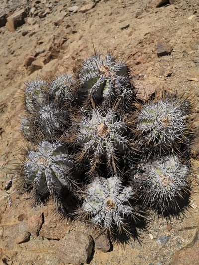 Copiapoa solaris, photographed by Aira Francisca Faúndez Fallau