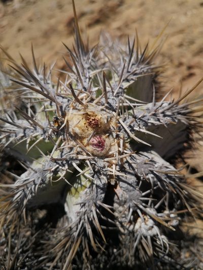 Copiapoa solaris, photographed by Aira Francisca Faúndez Fallau