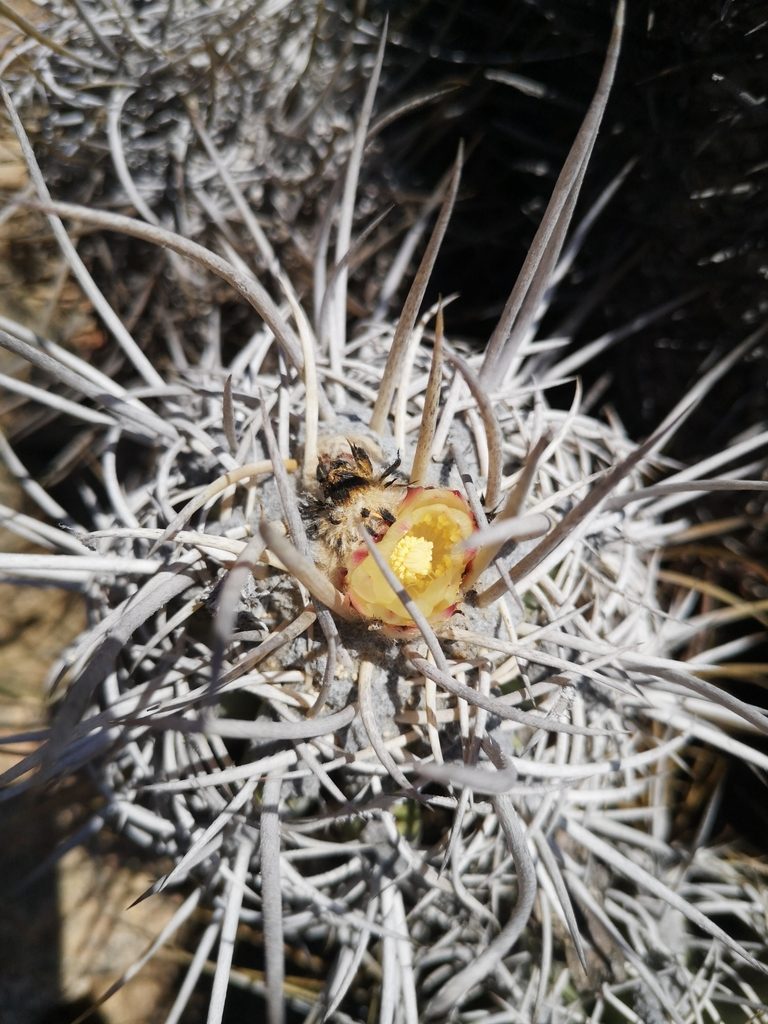 Copiapoa solaris, photographed by Aira Francisca Faúndez Fallau