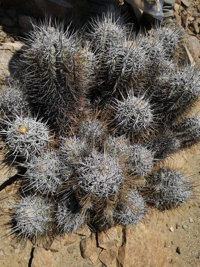Copiapoa solaris, photographed by Aira Francisca Faúndez Fallau