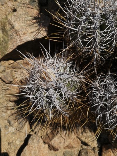Copiapoa solaris, photographed by Aira Francisca Faúndez Fallau