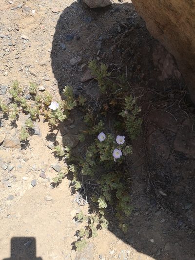 Nolana aplocaryoides, photographed by Aira Francisca Faúndez Fallau