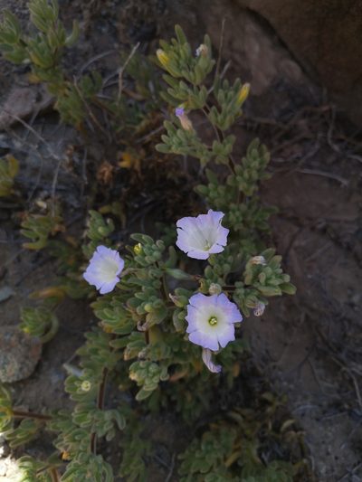 Nolana aplocaryoides, photographed by Aira Francisca Faúndez Fallau