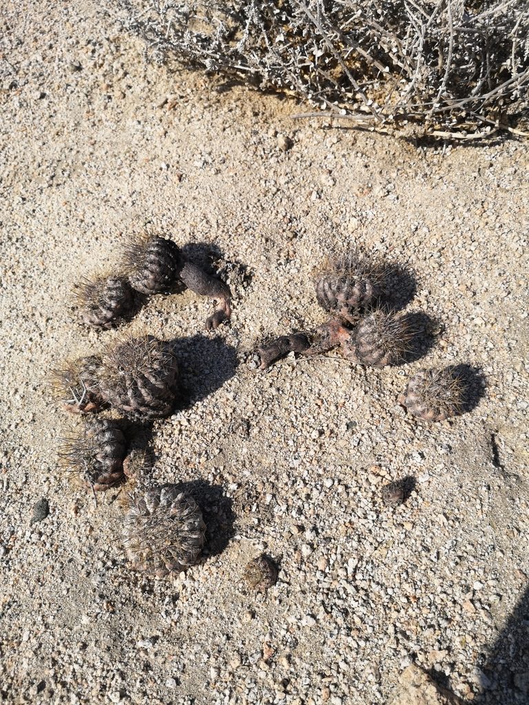 Copiapoa conglomerata, photographed by Aira Francisca Faúndez Fallau
