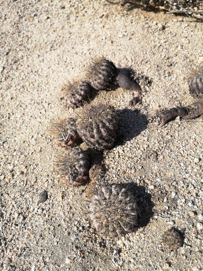 Copiapoa conglomerata, photographed by Aira Francisca Faúndez Fallau