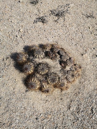 Copiapoa conglomerata, photographed by Aira Francisca Faúndez Fallau