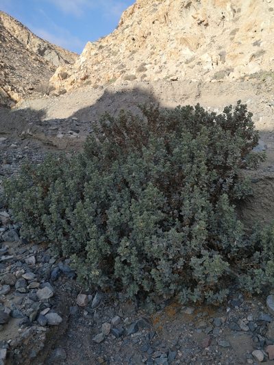 Prosa fruticosa, photographed by Aira Francisca Faúndez Fallau