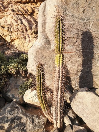Eulychnia iquiquensis, photographed by Aira Francisca Faúndez Fallau