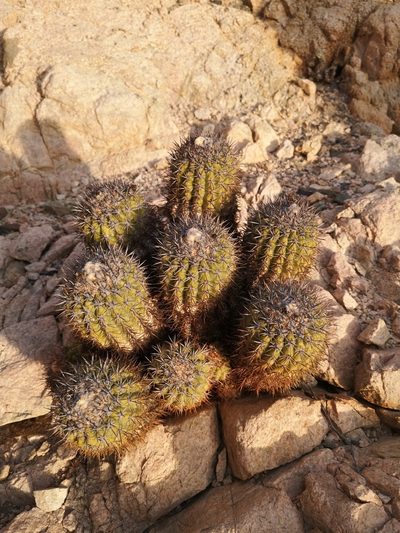 Copiapoa decorticans, photographed by Aira Francisca Faúndez Fallau