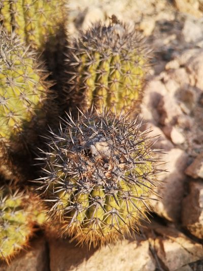 Copiapoa decorticans, photographed by Aira Francisca Faúndez Fallau