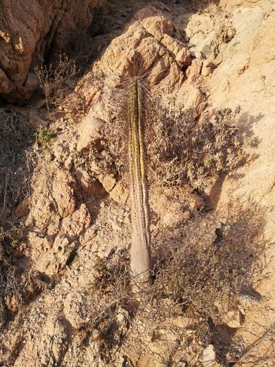 Eulychnia iquiquensis, photographed by Aira Francisca Faúndez Fallau
