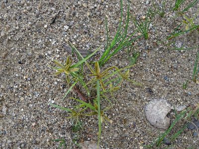 Cyperus flavescens, photographed by Reuven Martin