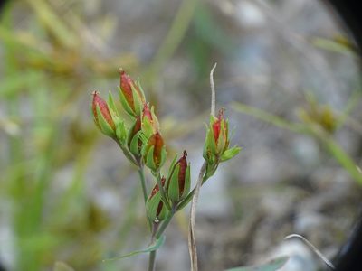 Hypericum majus, photographed by Reuven Martin