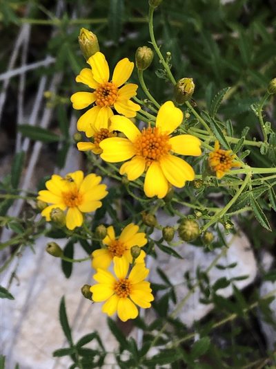 Tagetes lemmonii, photographed by Jared Shorma