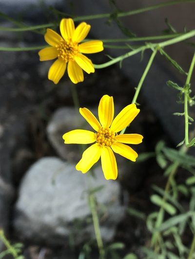 Tagetes lemmonii, photographed by Jared Shorma
