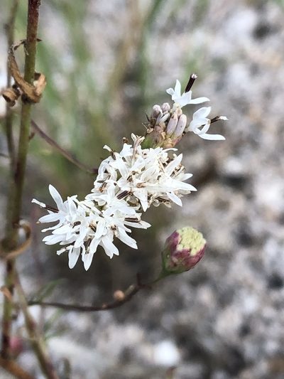 Hymenothrix wrightii, photographed by Jared Shorma