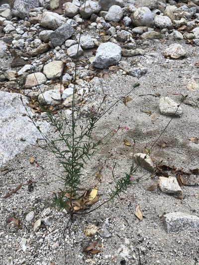 Oenothera podocarpa, photographed by Jared Shorma