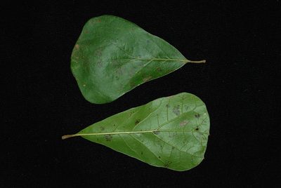 Quercus arkansana, photographed by Douglas Goldman