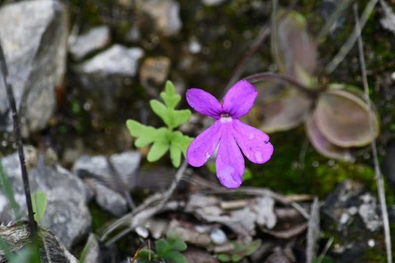 Pinguicula oblongiloba, photographed by adel-fridus