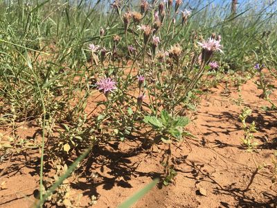 Palafoxia rosea, photographed by Bob Nieman