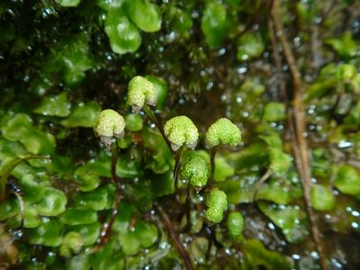Asterella australis, photographed by Bruce Calvert