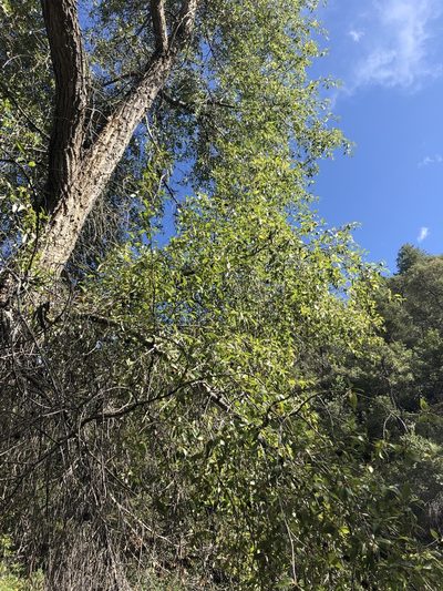 Vauquelinia californica, photographed by Jared Shorma