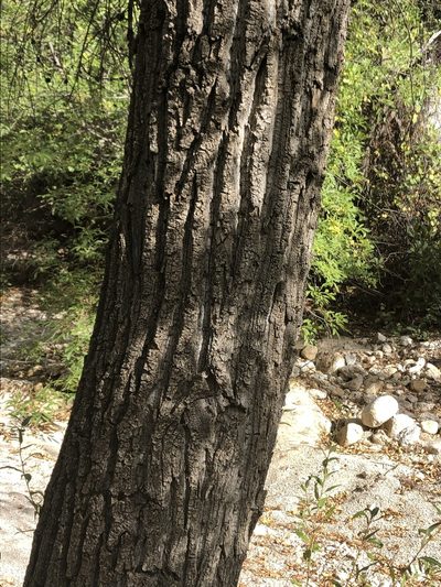 Vauquelinia californica, photographed by Jared Shorma