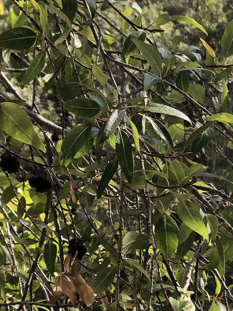 Vauquelinia californica, photographed by Jared Shorma