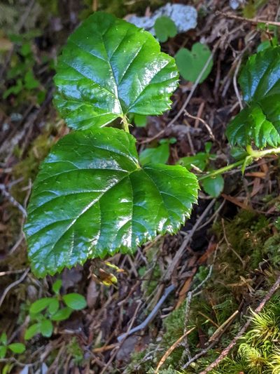 Rubus nivalis, photographed by John A Haskins