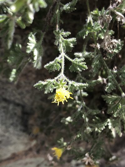 Perityle lemmonii, photographed by Jared Shorma