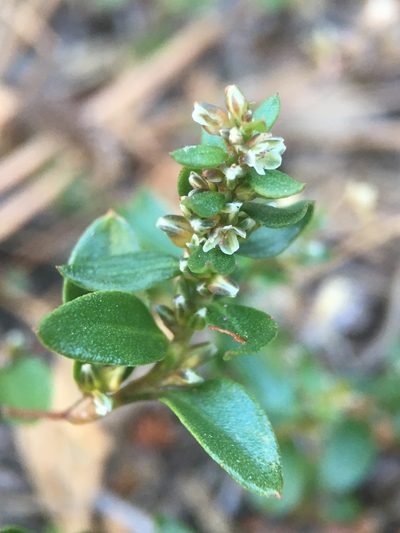 Polygonum minimum, photographed by Matt Berger