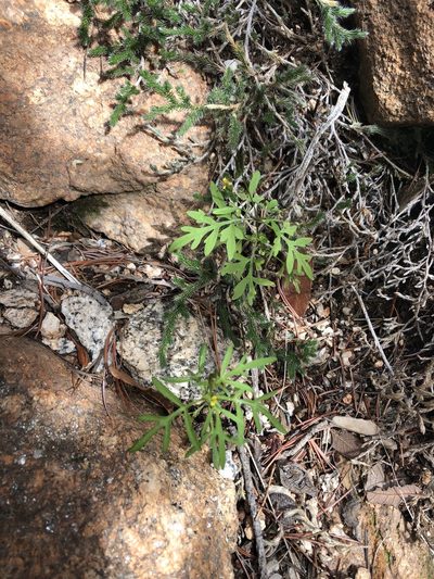 Bidens leptocephala, photographed by Jared Shorma