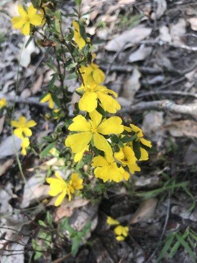 Hibbertia commutata, photographed by Ann Bentley