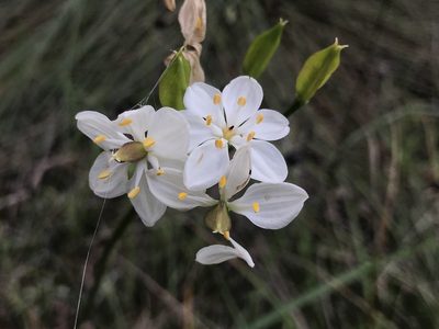 Burchardia congesta, photographed by Ann Bentley