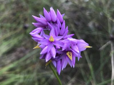 Sowerbaea laxiflora, photographed by Ann Bentley