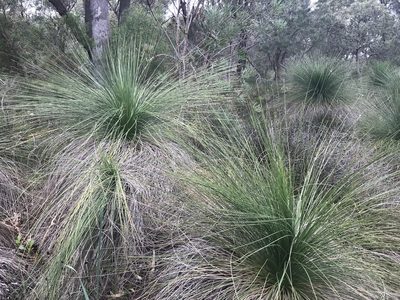 Xanthorrhoea preissii, photographed by Ann Bentley