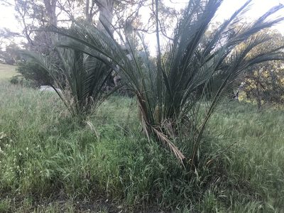 Macrozamia fraseri, photographed by Ann Bentley